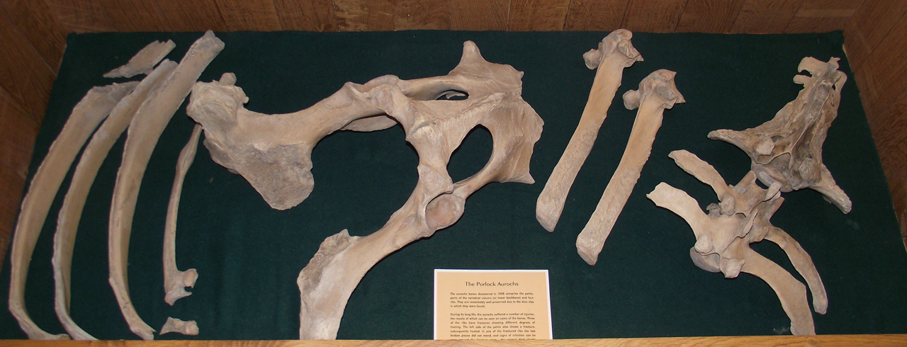 Aurochs bones within cabinet on display